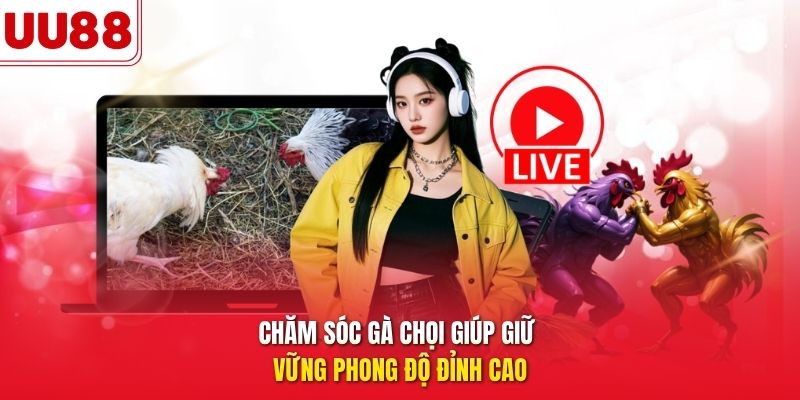 Chăm sóc gà chọi giúp giữ vững phong độ đỉnh cao