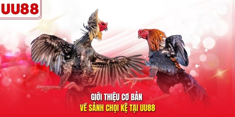 Giới thiệu cơ bản về sảnh chọi kệ tại UU88