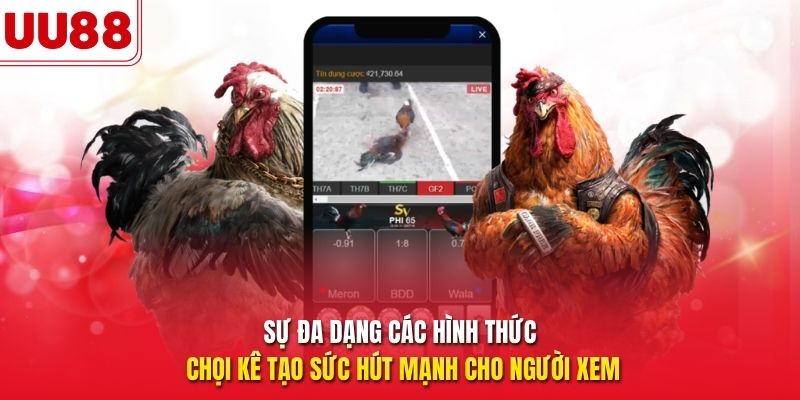 Sự đa dạng các hình thức chọi kê tạo sức hút mạnh cho người xem 